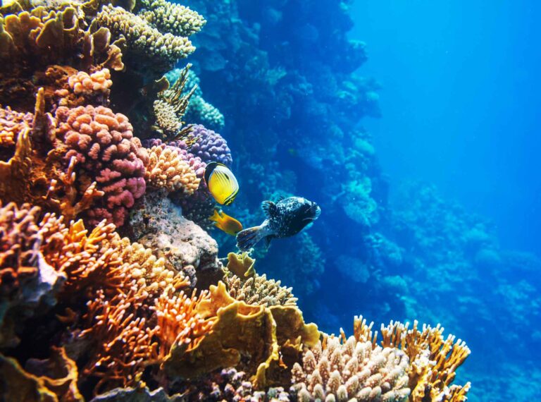 Best of Coron and Busuanga on Speed Boat.