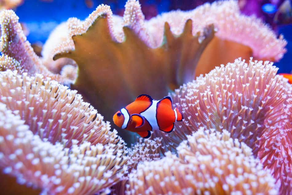 Clownfish