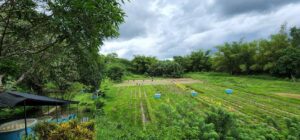 Coron Natural Farms