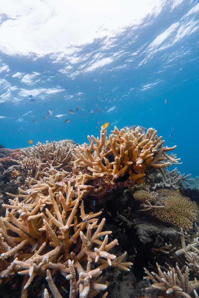 Staghorn Corals