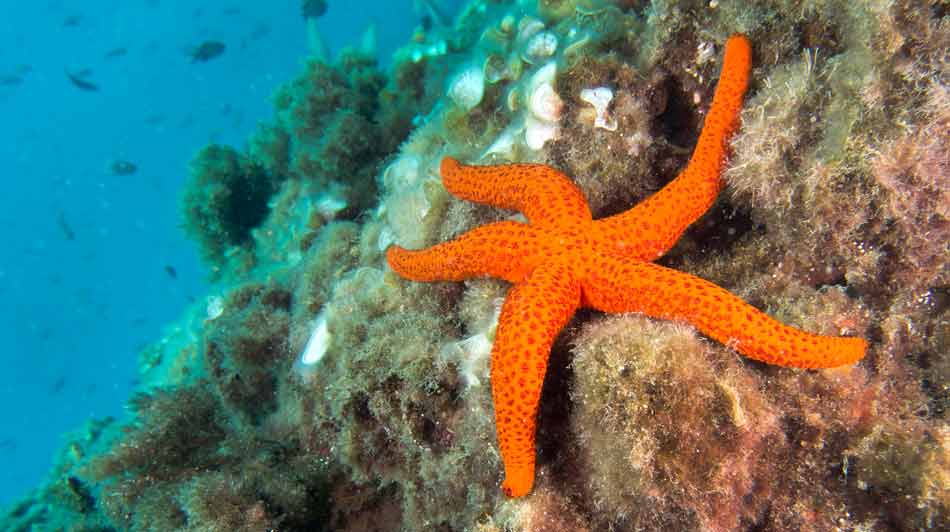 Starfish